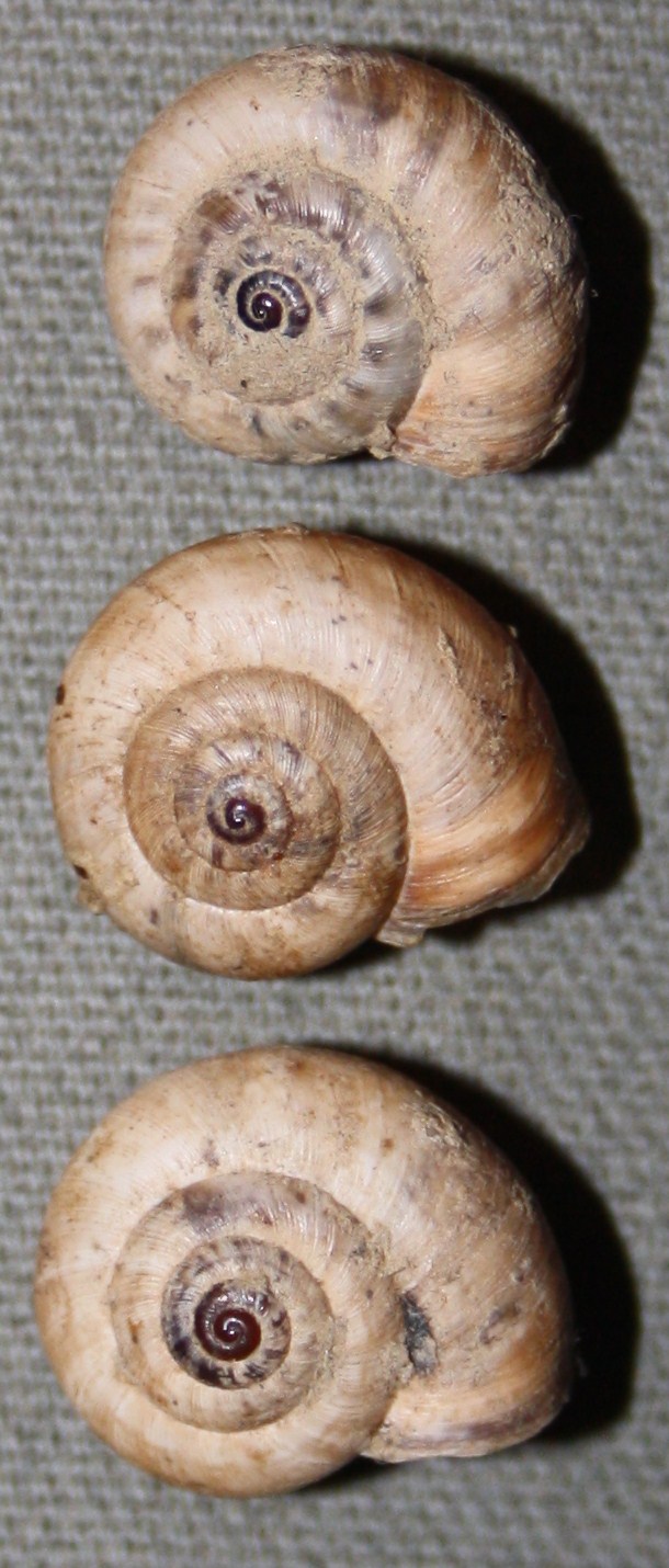 Monacha cartusiana e Cernuella cf. neglecta